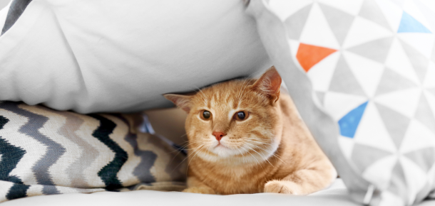 Easy Tricks to Teach Your Dog